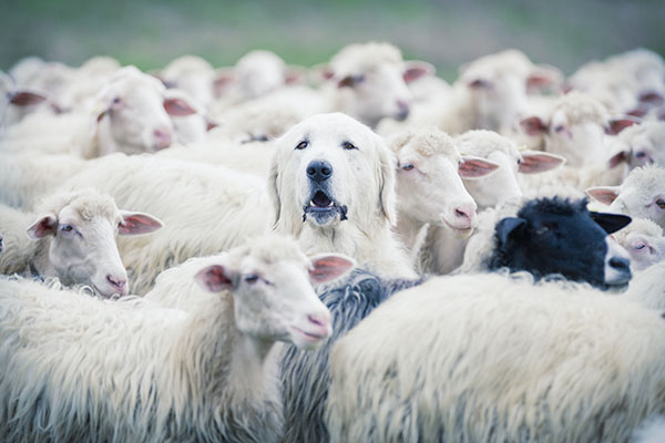 A dog searching for his crowd among sheep, wondering where's my audience?